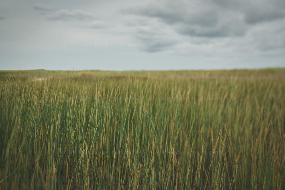 Photograph of Sea Grass near the ocean