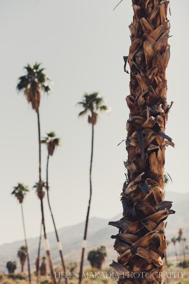 palm tree trunk texture