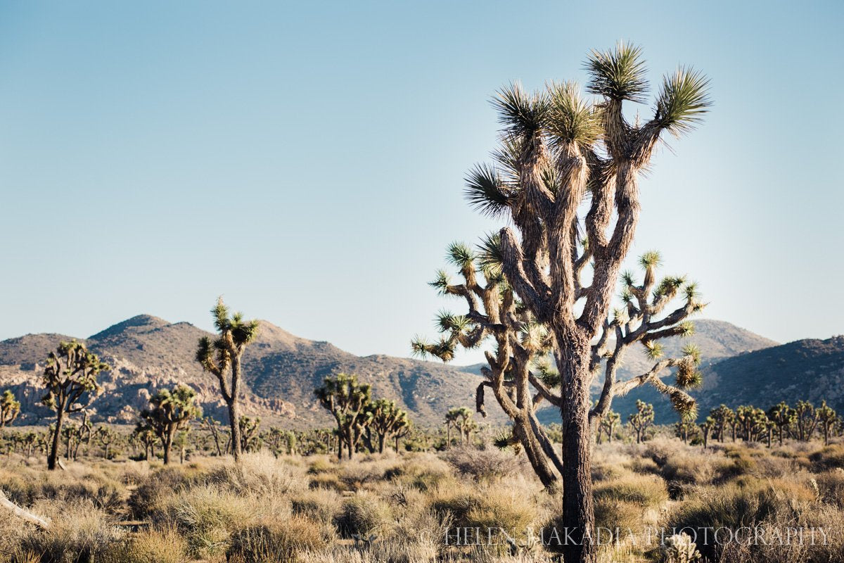 Joshua Tree National Park Photograph