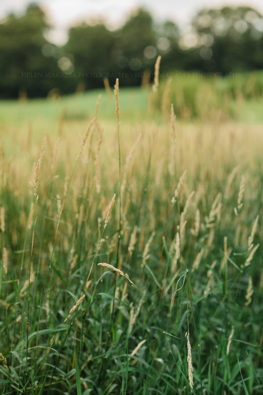 A field of golden summer grass