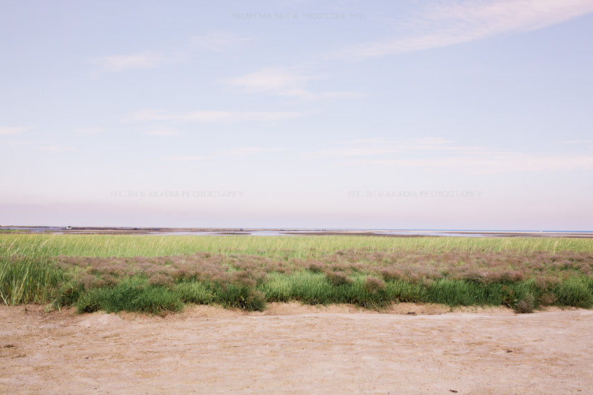 Sea Lavender Cape Cod Photograph Print as Wall Art