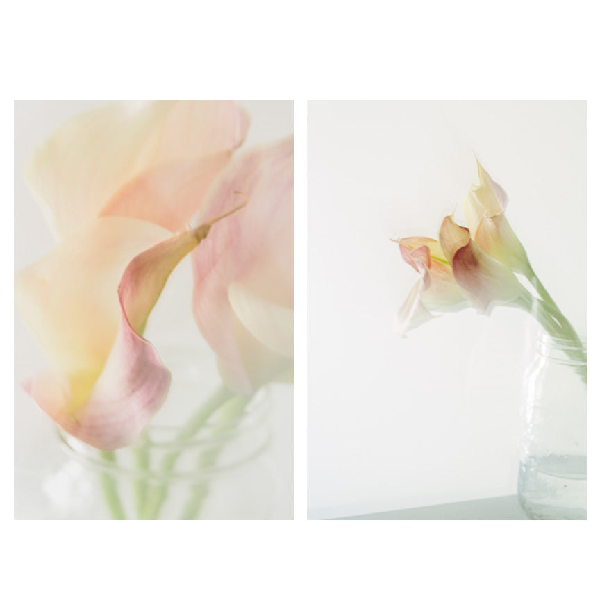 Calla Lily Set, Still Life Photograph