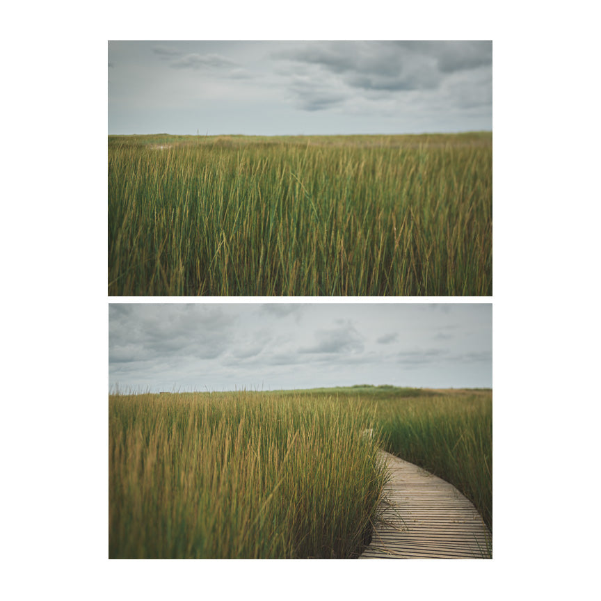 Two photographs of Sea Grass and a Boardwork on Cape Cod