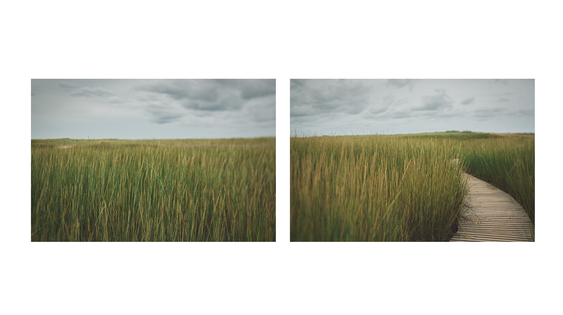 Calming beach photographs of sea grass and boardwalk on cape cod