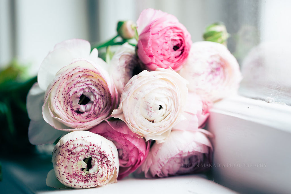 A close up of a bouquet of pink and lavender ranunculus flowers.