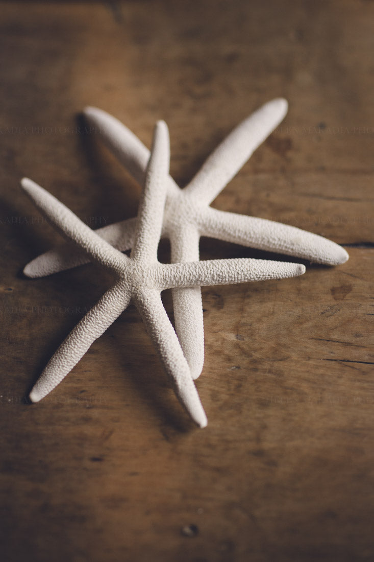 Photograph of two starfish on distressed wood
