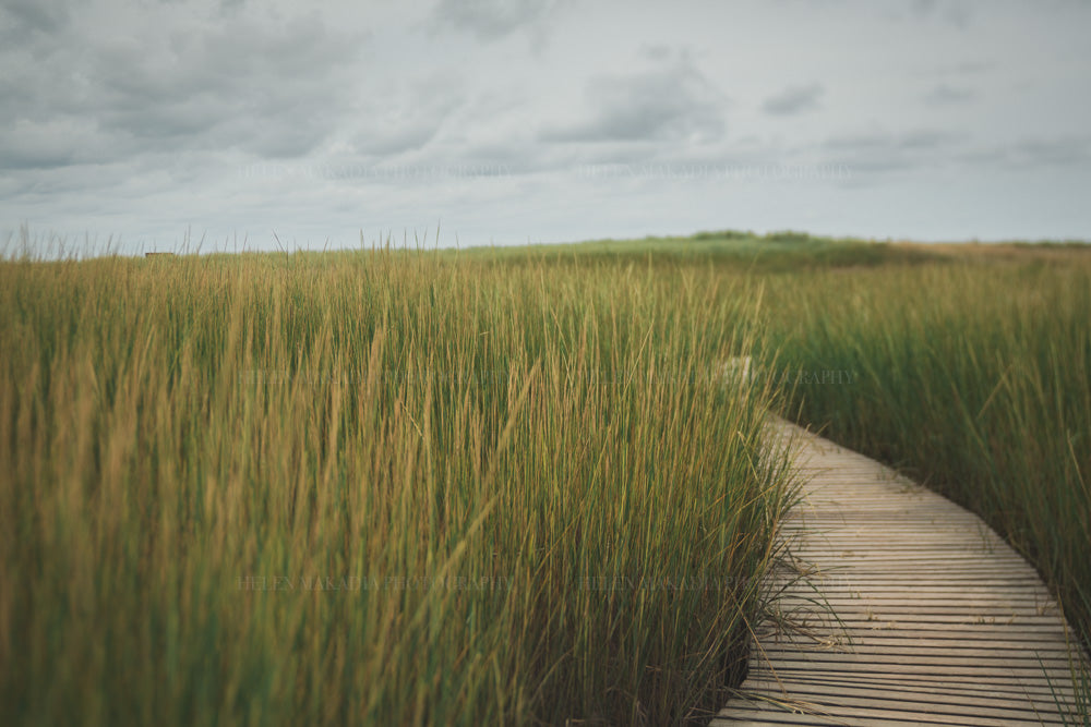 Photograph of a wooden boardwalk peeks through the tall sea grass in Cape Cod