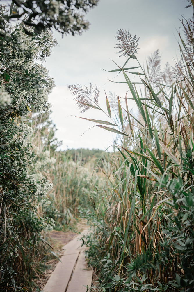 Nature Walk I, Cape Cod Photograph