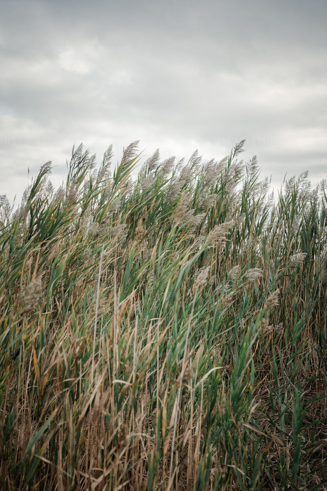 Nature Walk II, Cape Cod Photograph