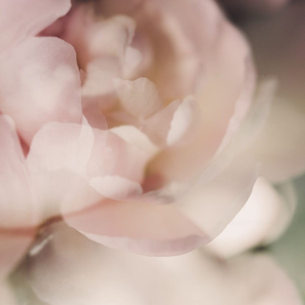 Painterly photograph of a pink peony