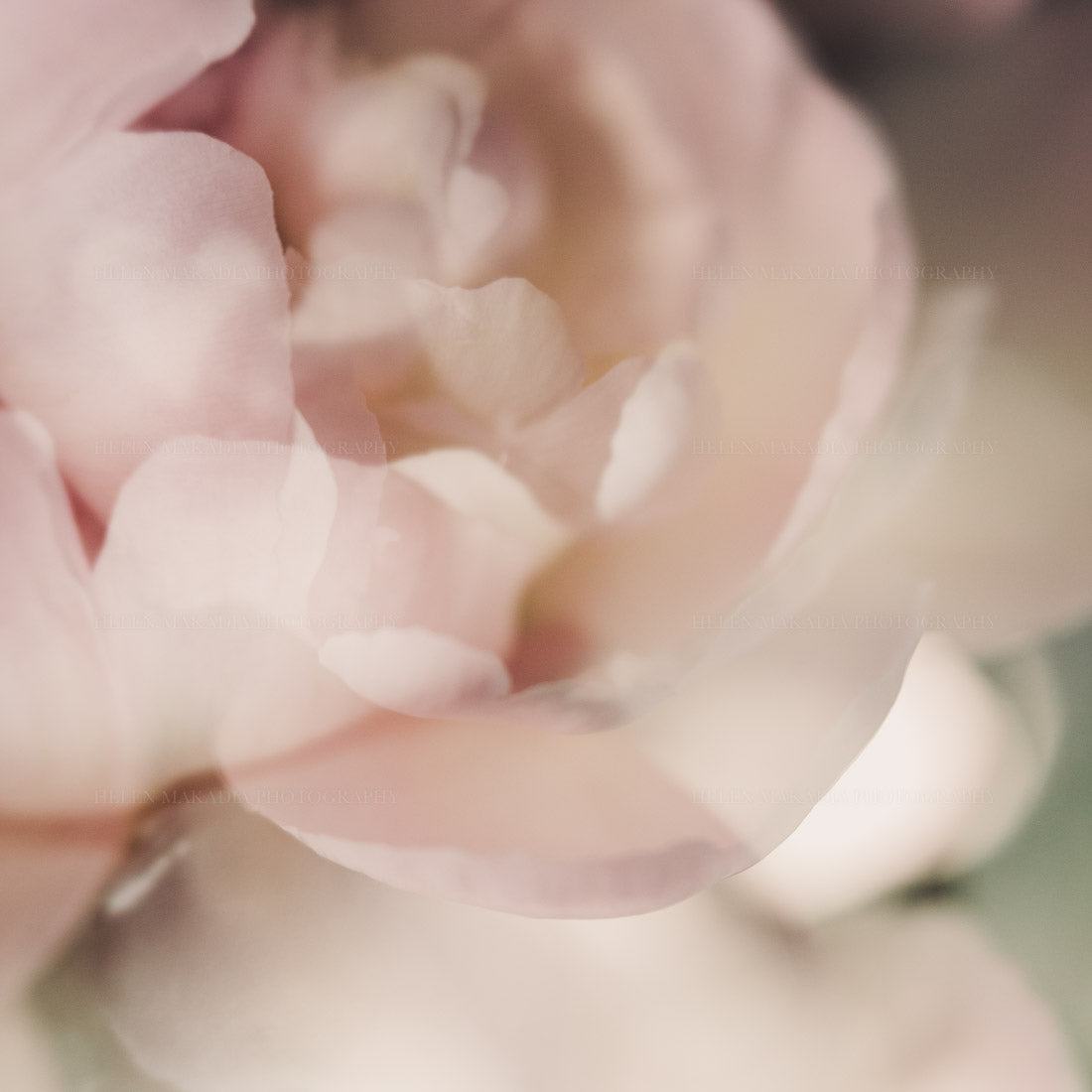 Painterly photograph of a pink peony