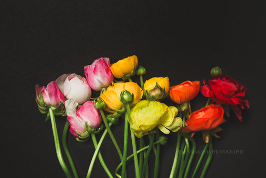 A bouquet of colorful ranunculus on a black background