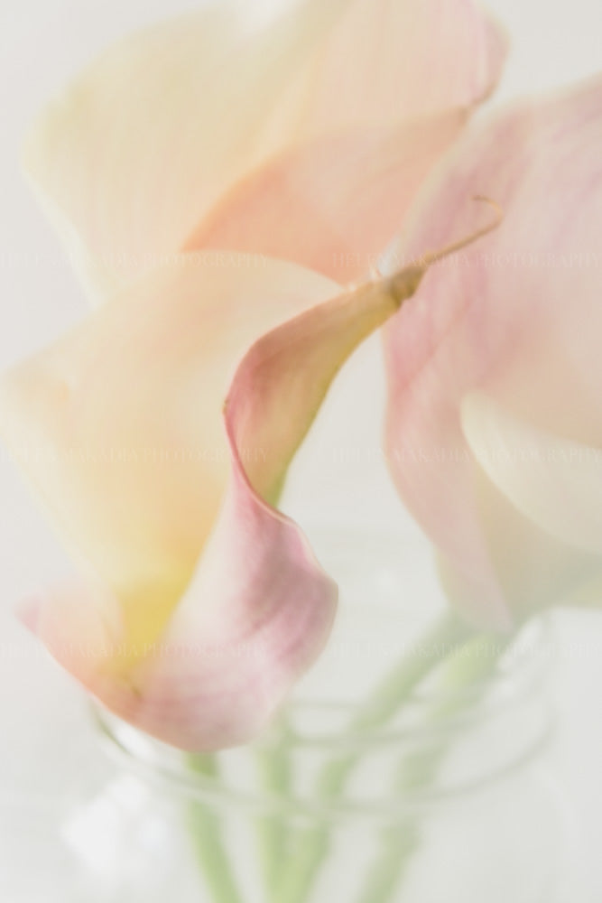 A photograph of close up of pink calla lilies