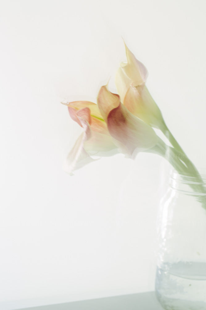 A photograph of a pair of calla lilies in a glass jar