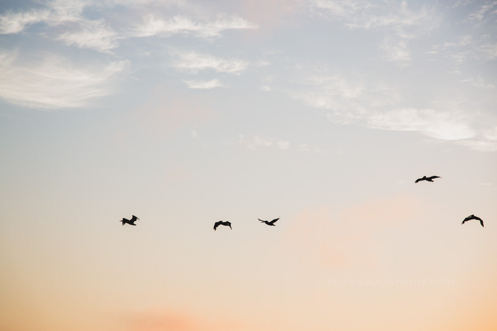 Photograph of Pelicans in the sky in Pismo Beach California