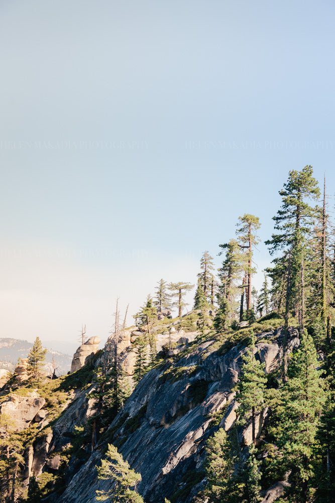 Photograph of Trees in Glacier Point Yosemite