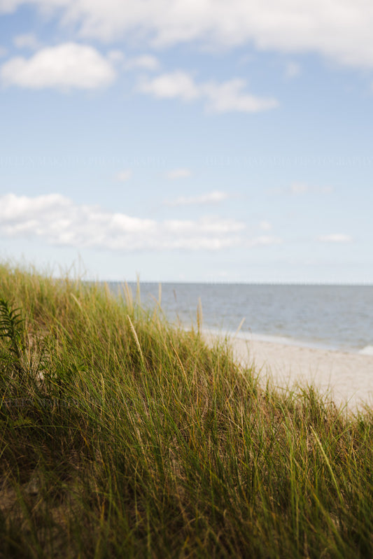 Cape Cod Photoraph of sea grass, sand and water on a summer day