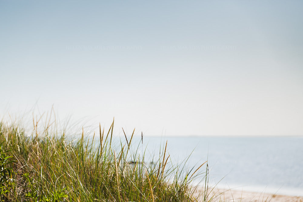 Photograph of a summer day with sea grass, and and water of Cape Cod