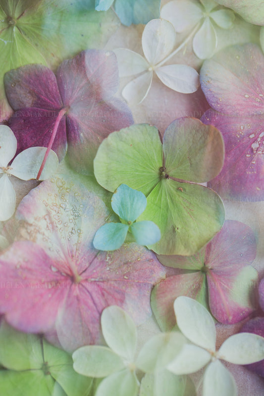 Mulitple Exposure Photograph of Hydrangea Petals