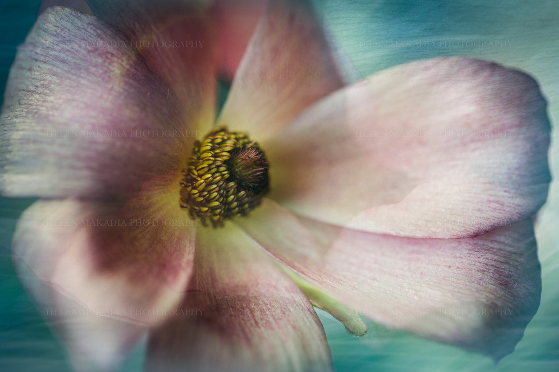 A painterly composite photograph of a butterfly ranunculus