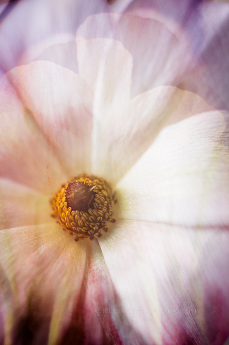A multiple exposure photograph of a close up of a pink ranunculus.