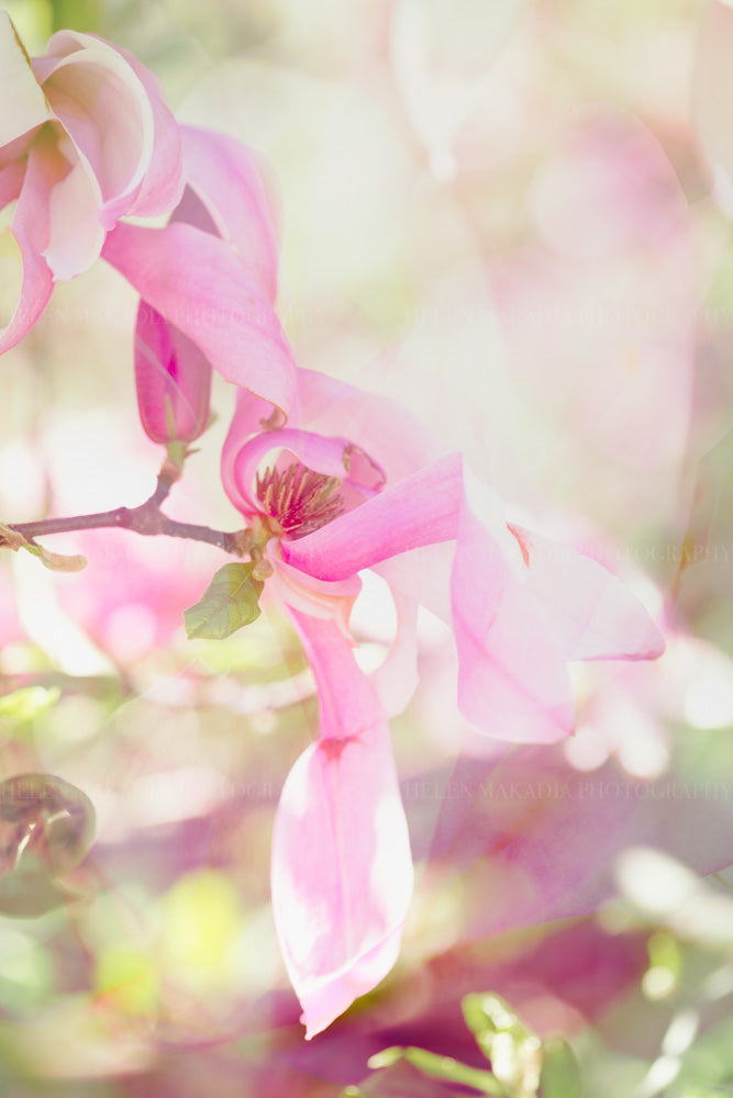 Close-up photograph of a pink flower with a soft, blurred background and multiple exposures