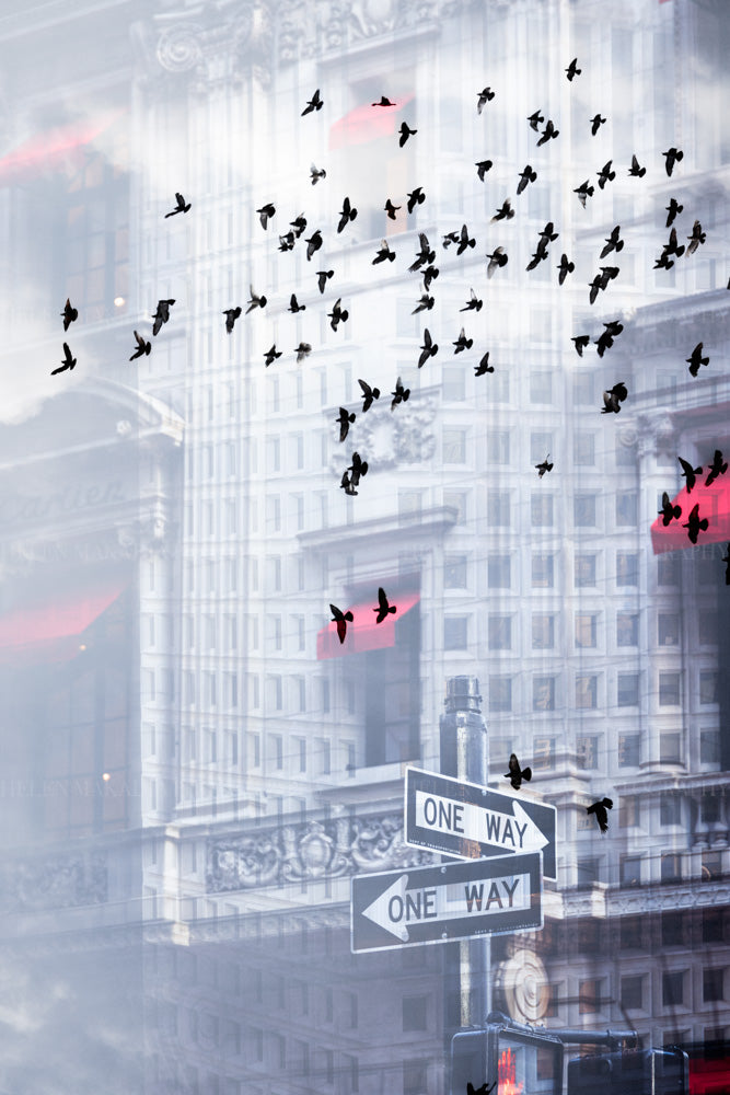 NYC Photograph multiple exposure print of buildings and pigeons