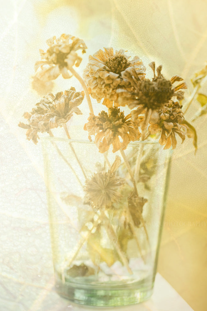 A photograph of a bunch of dried zinnias combined with bokeh and an autumn leaf.  