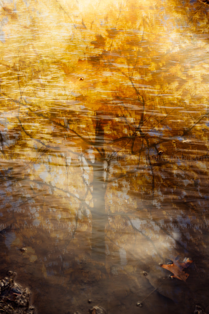 A photograph of a reflection of a golden maple tree in a rainstorm puddle. 