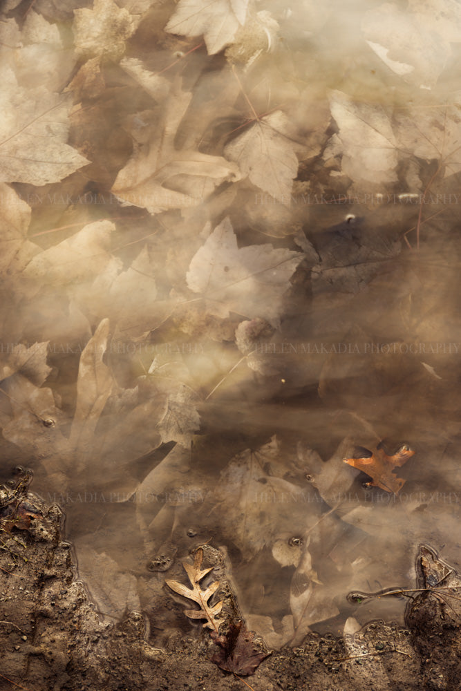 A photograph fusion of maple leaves and a puddle after a rainstorm.