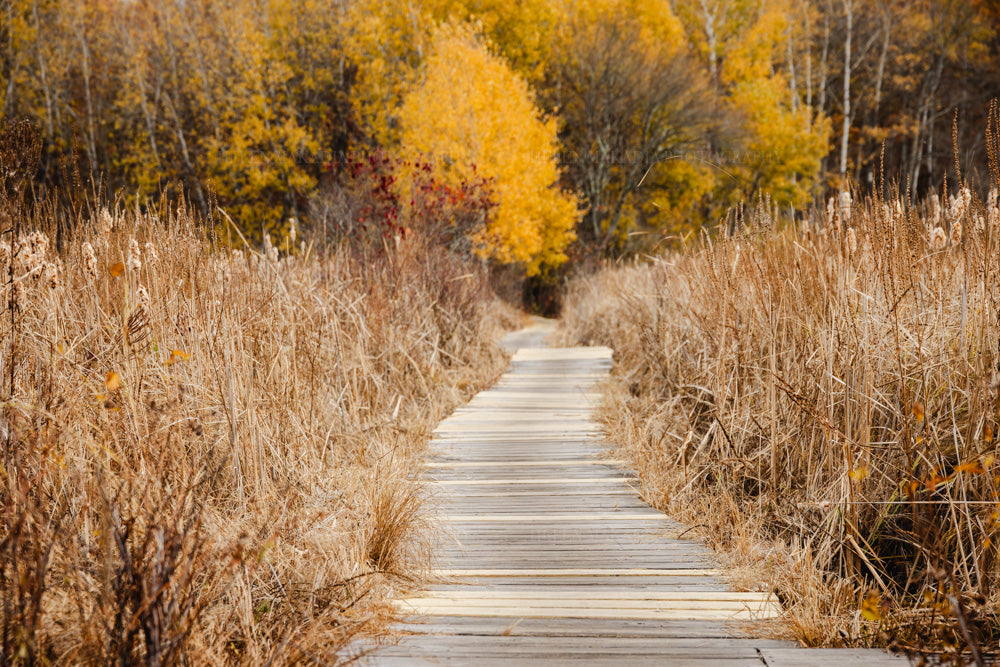 A photograph of a wooden boardwalk through tall grass and trees with autumn foliage
