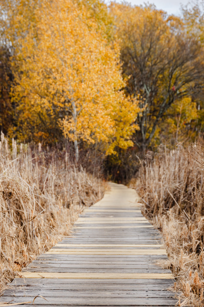 A photograph of a wooden boardwalk leading through a group of trees and autumn foliage