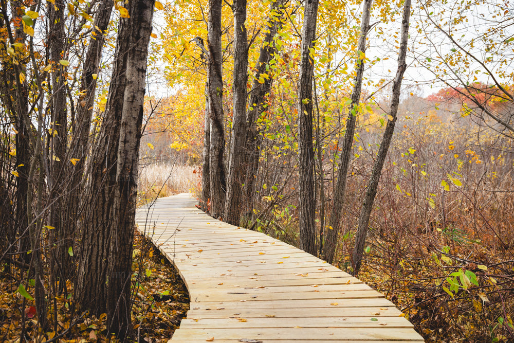 Nature walk and boardwalk amongst autumn leaves