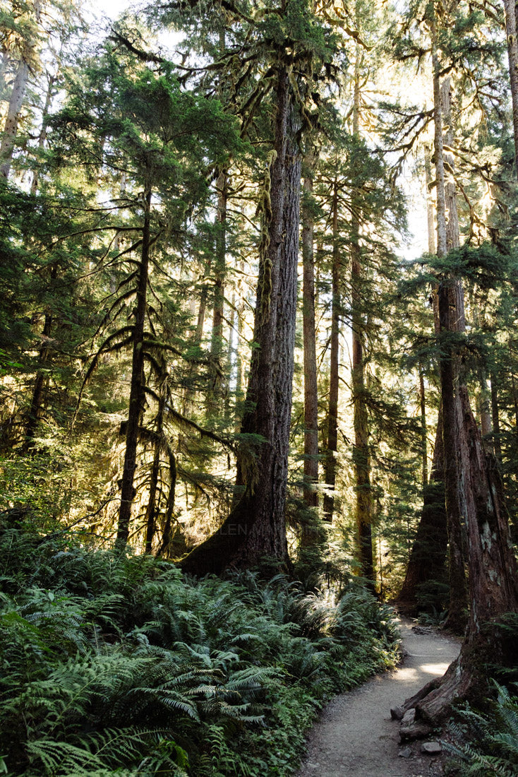 A photograph of the Sol Duc Trail in Olympic National Park