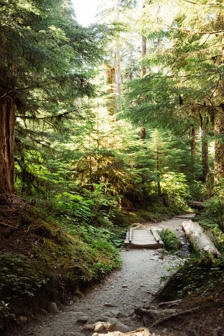 Sol Duc Trail, Olympic National Park Photograph