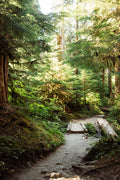 Sol Duc Trail, Olympic National Park Photograph