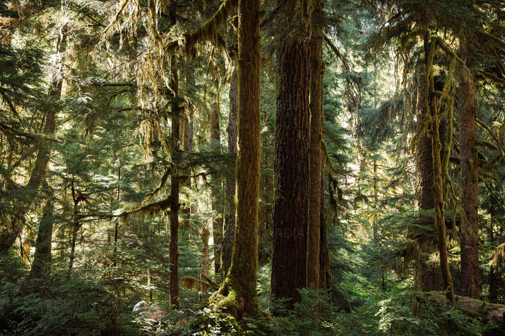 Moss-covered trees in the forest of Olympic National Park
