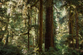 Moss-covered trees in the forest of Olympic National Park