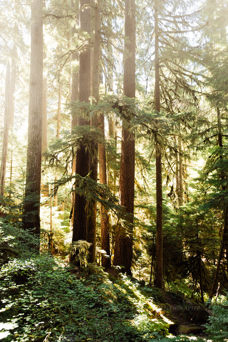 Sol Duc Trail, Olympic National Park Photograph