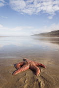A starfish at low tide on the beaches of Kalaloch in Olympic National Park in Washington.
