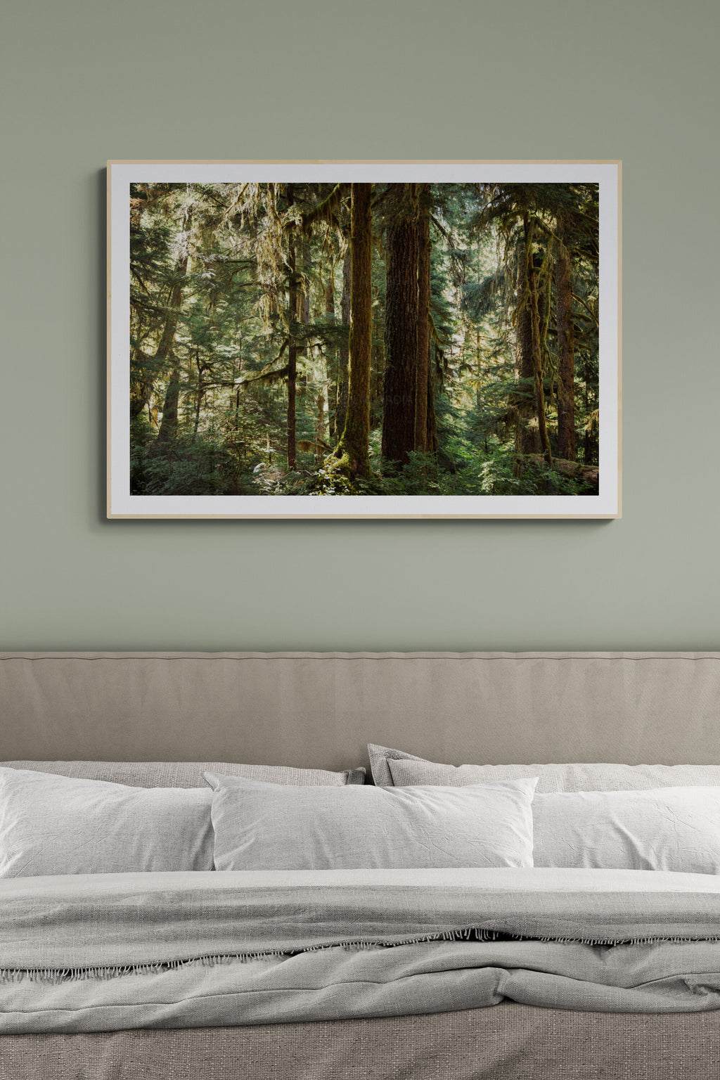 Moss-covered trees of olympic national park photograph as wall art in a bedroom.