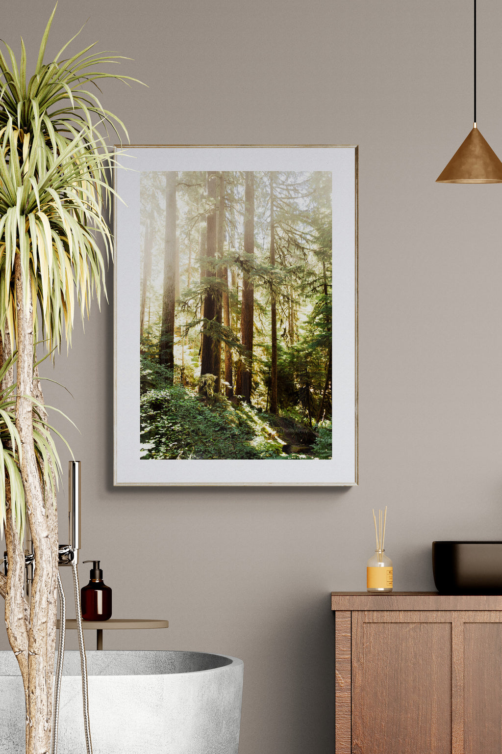 Sol Duc Trail, Olympic National Park Photograph