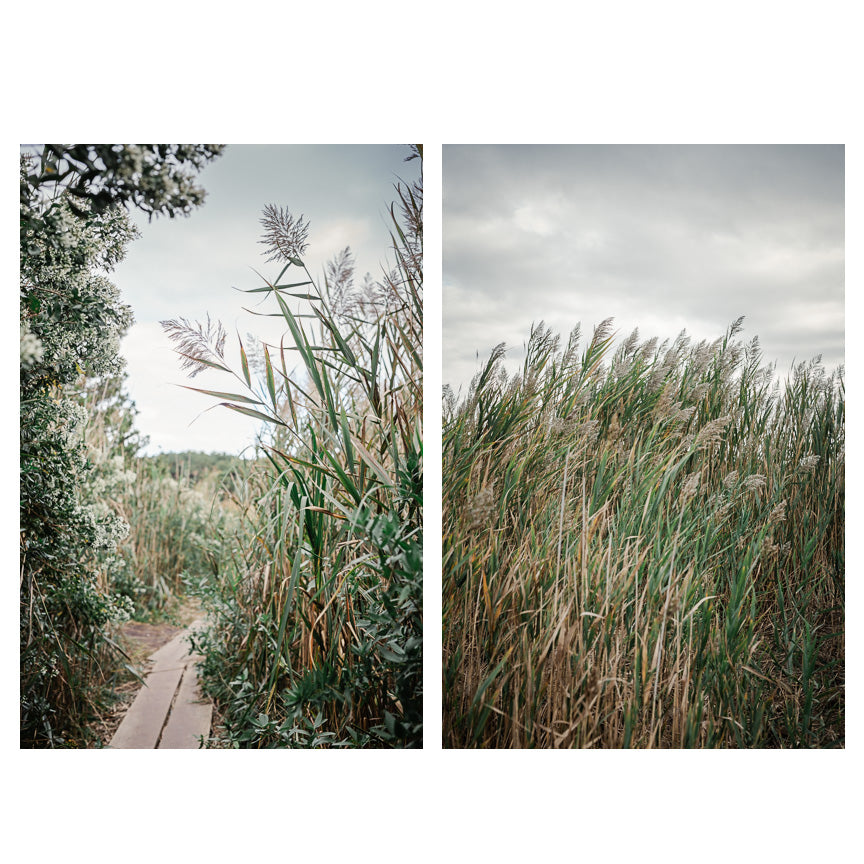 A set of 2 photographs of a nature path that leads to the sand and ocean
