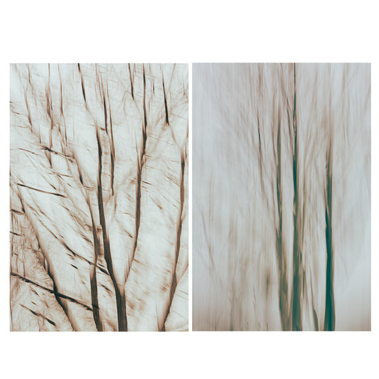 Two photographs of abstract leafless trees