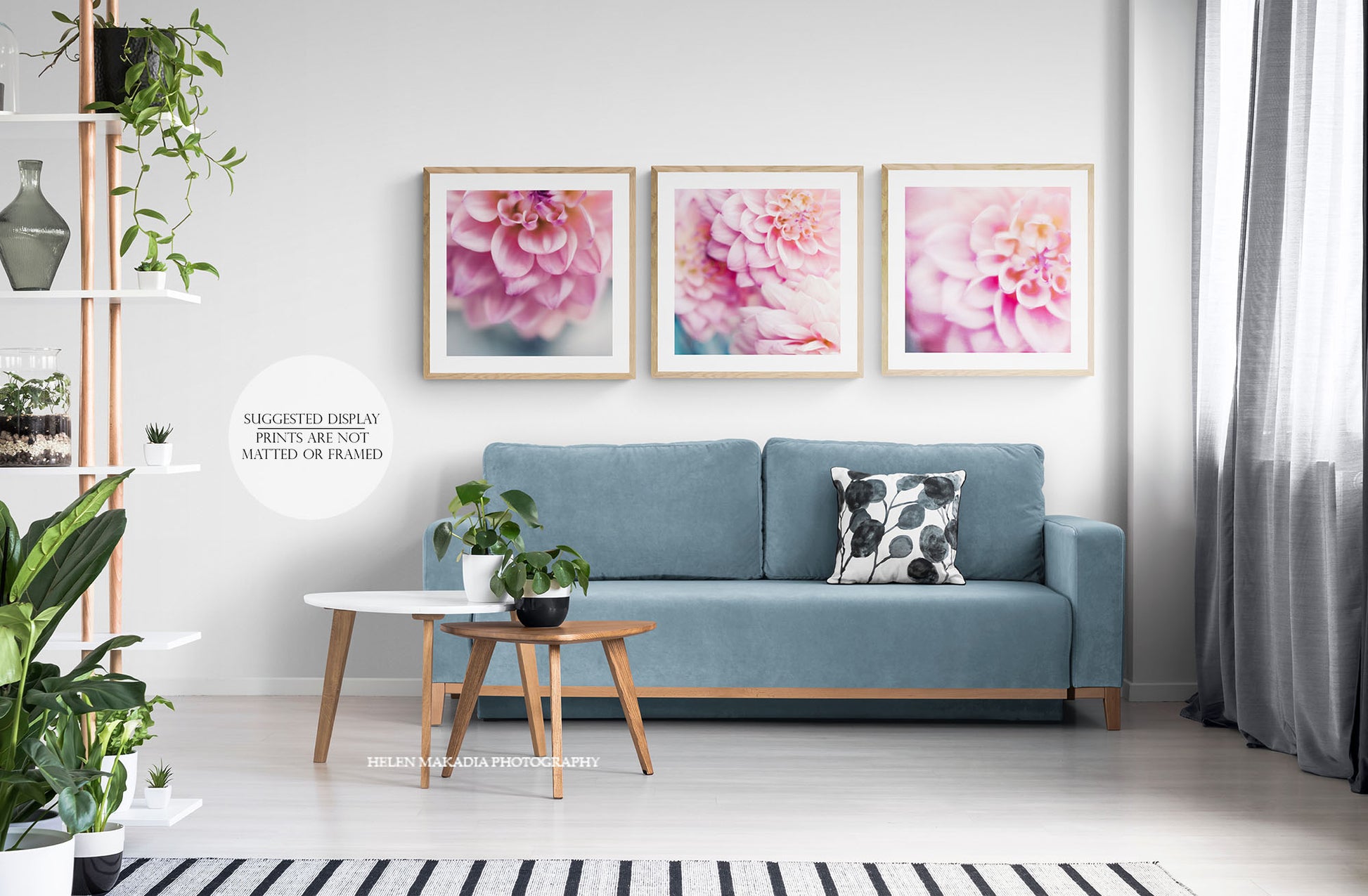 Three Dahlia Photograph as Wall Art Prints Framed as Suggested Display in a Living Room