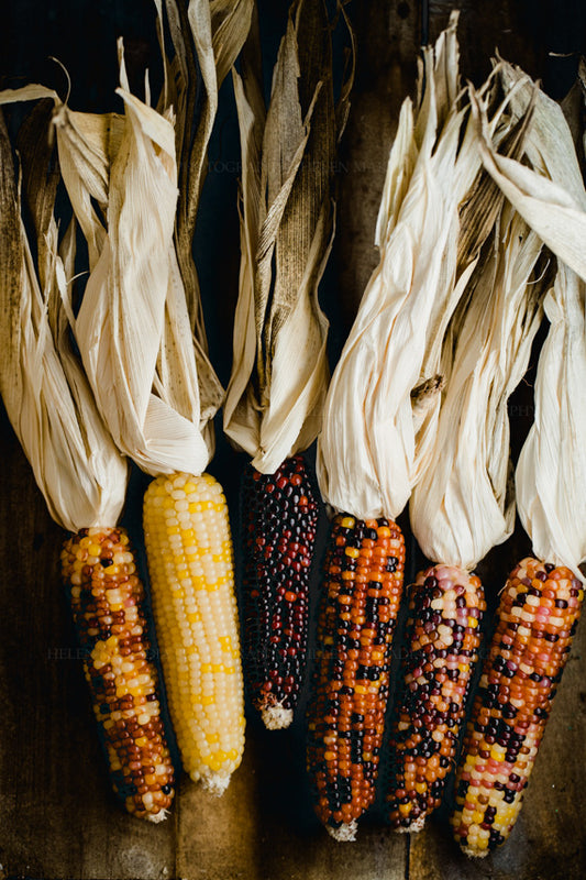 Dried Ornamental Corn