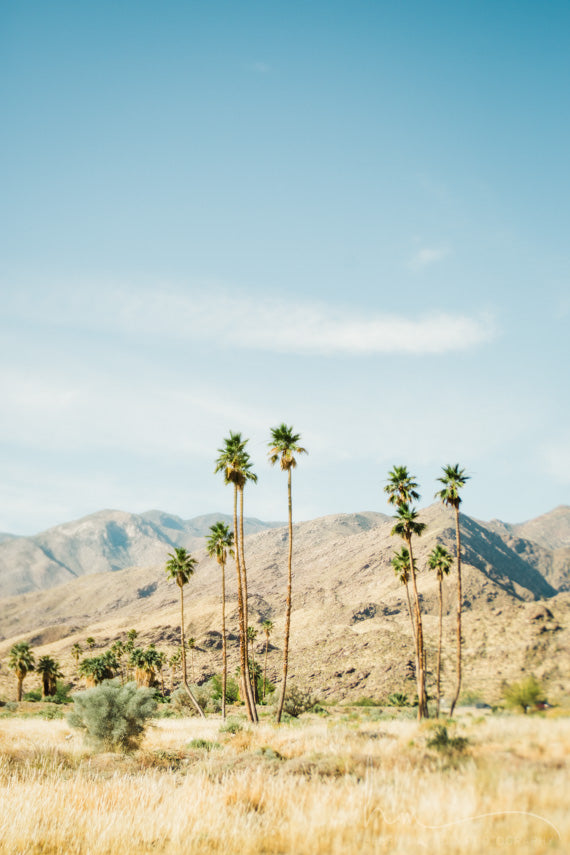 Photograph of Palm Springs Desert filled with golden hues and blue skies
