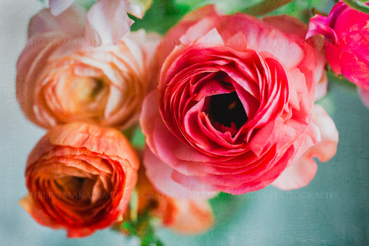 Photograph of Pink and Coral Ranunculus as Wall Art Print
