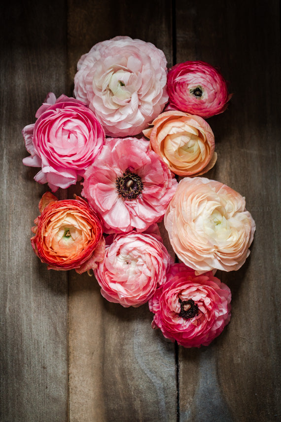 A photograph of a bouquet of soft pink ranunculus on a wooden palette