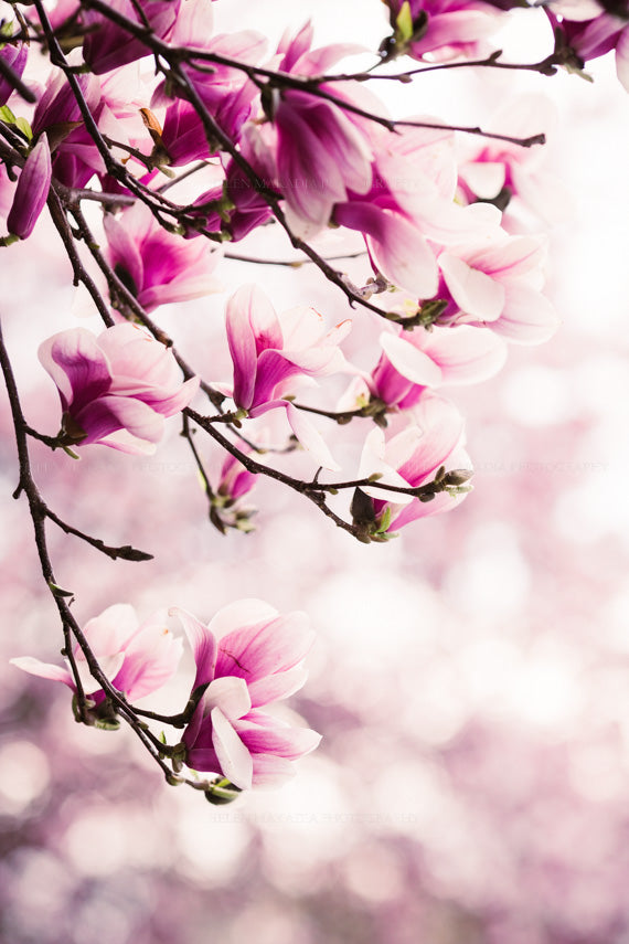 Magnolias Flowers Print- Fine Art Photograph